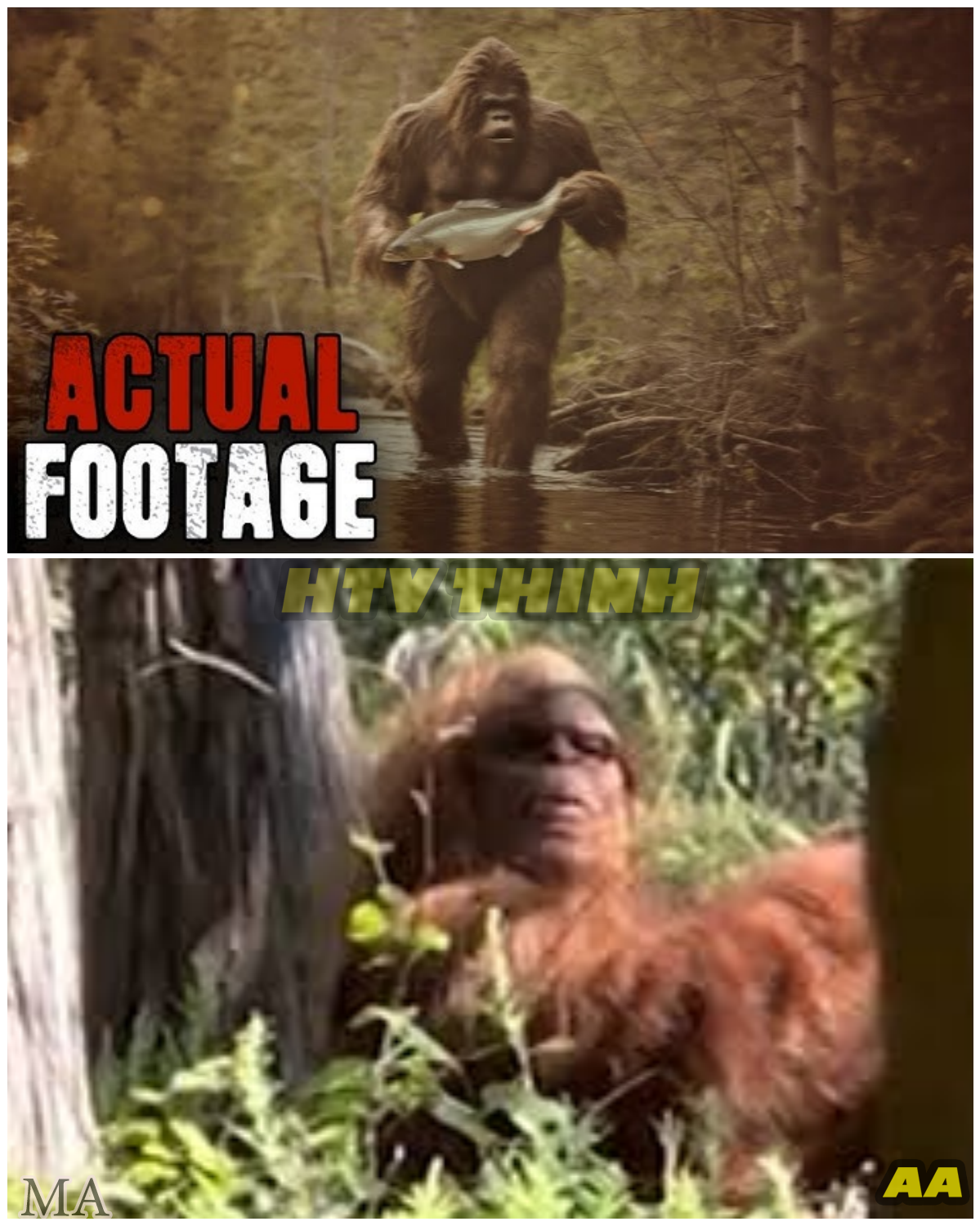  NEW Bigfoot Footage Shocks the Internet — 13 Bone-Chilling Videos From 2024 That Even Skeptics Can’t Explain!  - News