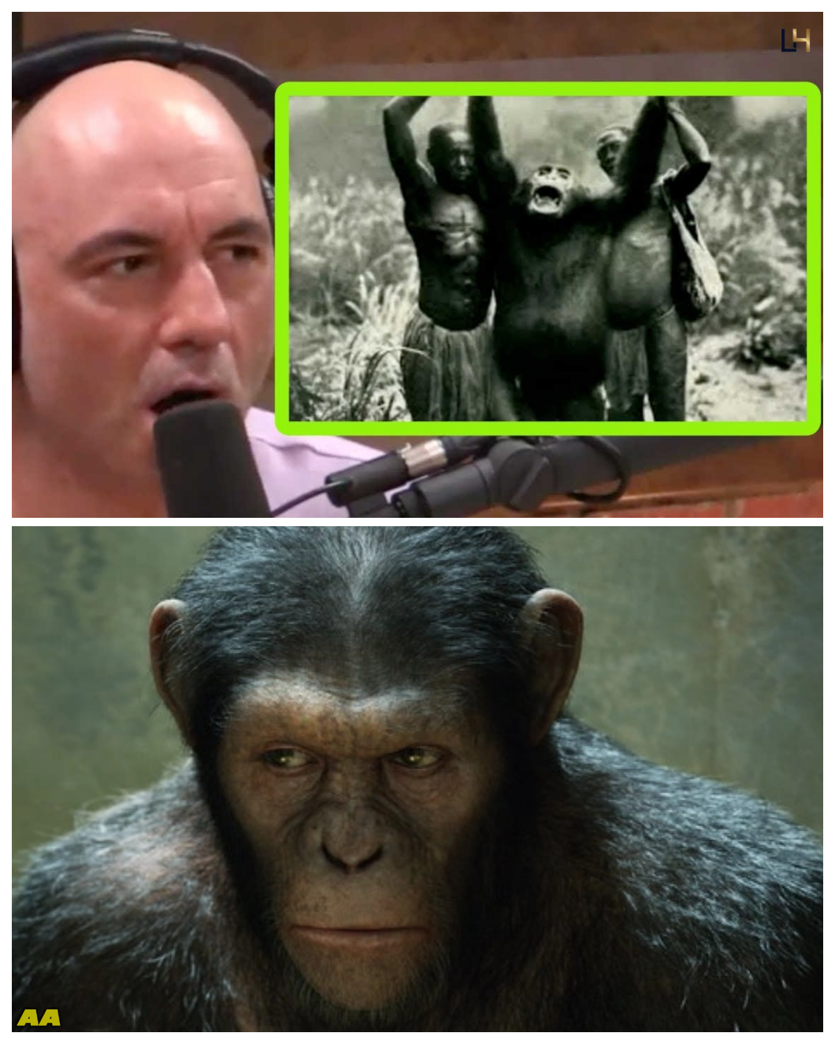 They Call These Chimps “Lion Killers” — Joe Rogan and Forrest Galante Reveal the Terrifying Truth  - News