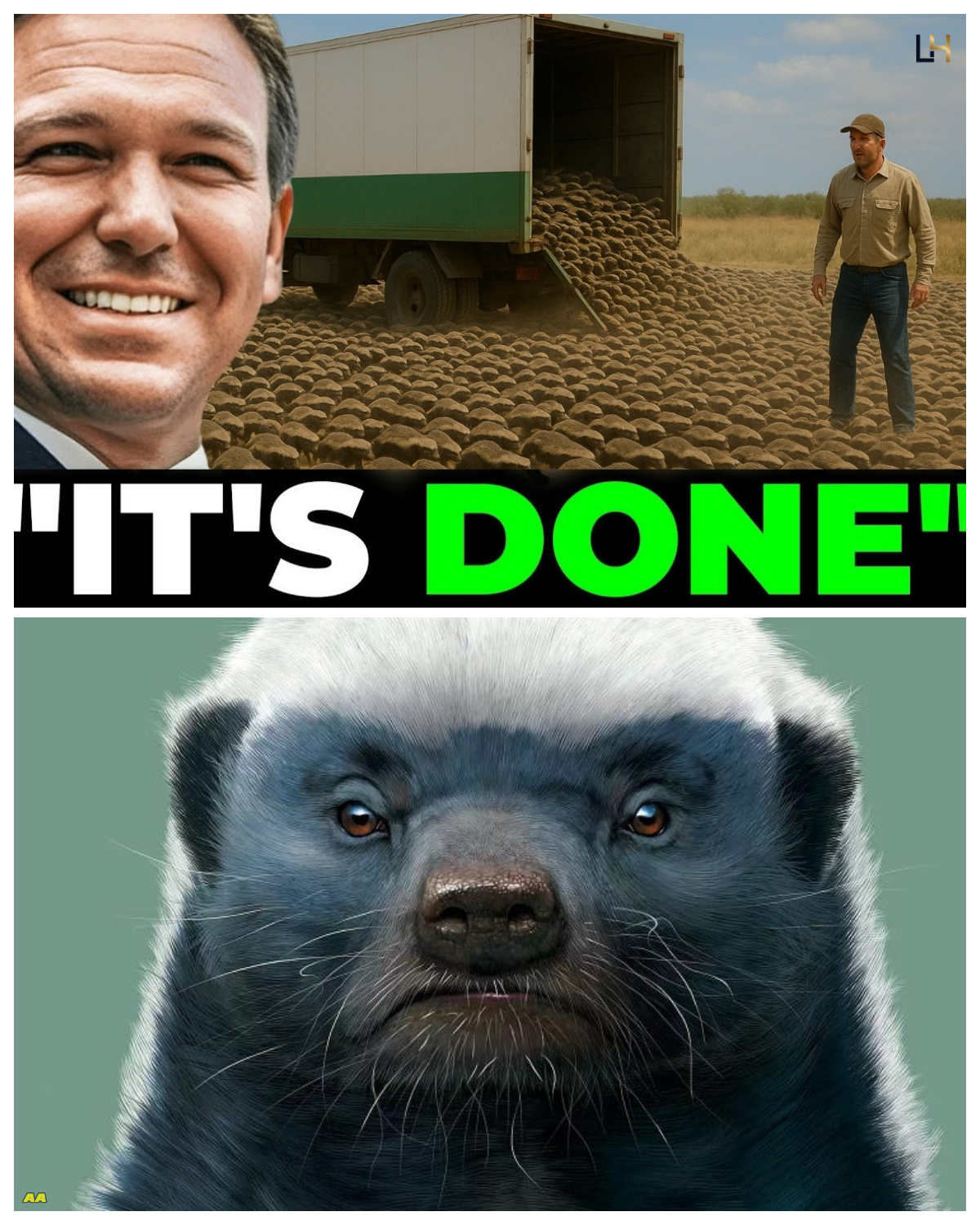 Everybody Laughed At Florida For Releasing HUNDREDS of Honey Badgers, The Result Might SHOCK Them - News