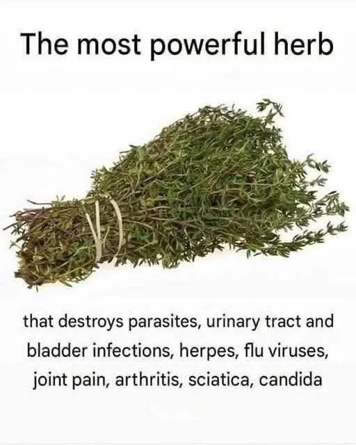 THE MOST POTENT HERB THAT DESTROYS PARASITES, URINARY TRACT
