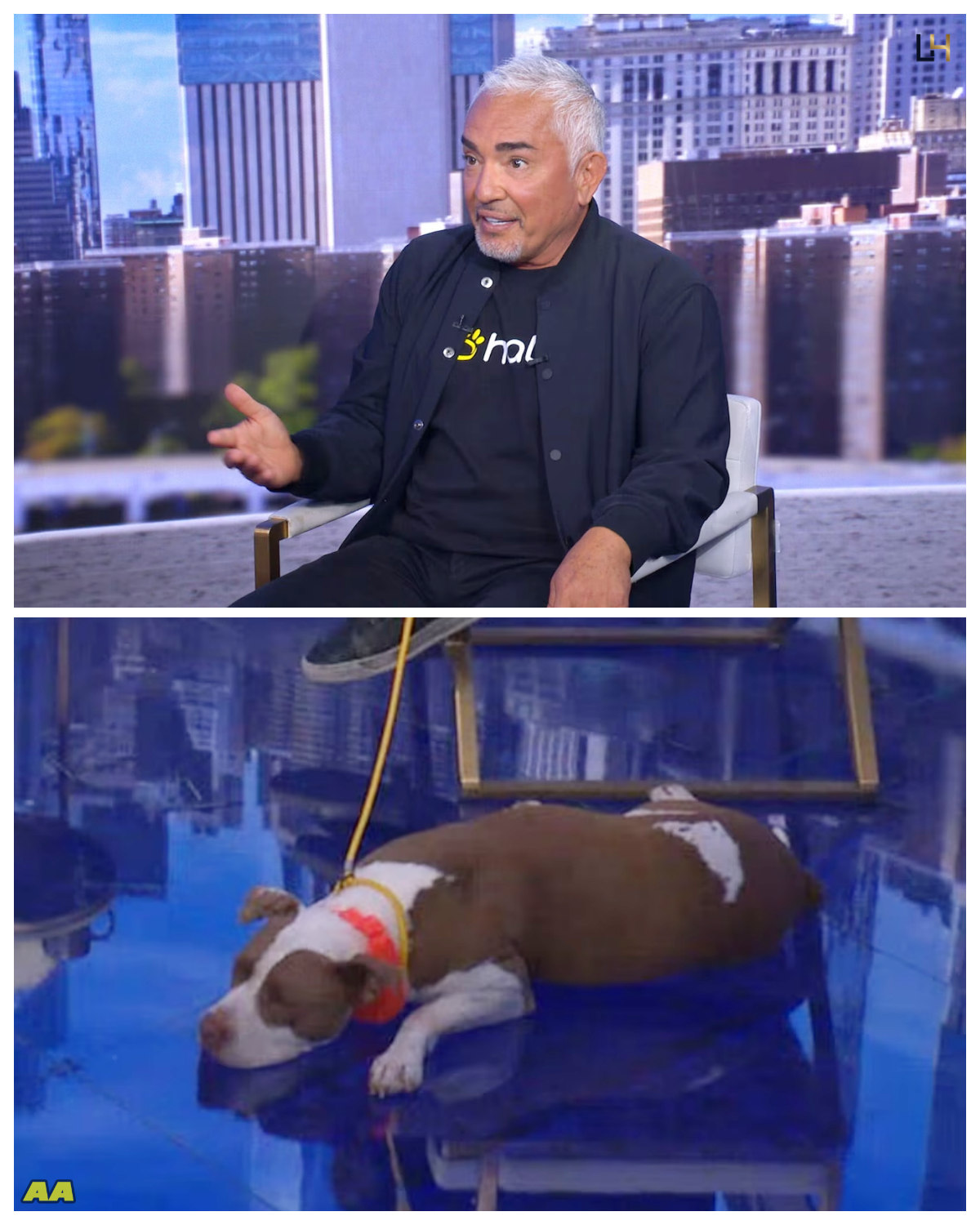'Dog Whisperer' Cesar Millan brings artificial intelligence to pet training The AI-powered collar acts as virtual dog trainer, says Cesar Millan. - News