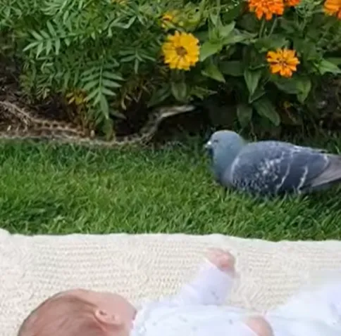 Hero Bird Saves Baby From Animal Attack — Real Security Footage That’s Restoring Faith in Nature
