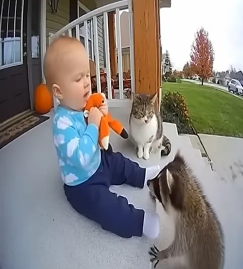 Brave Cat Saves Baby From Raccoon Attack — Real Ring Doorbell Footage Goes Viral