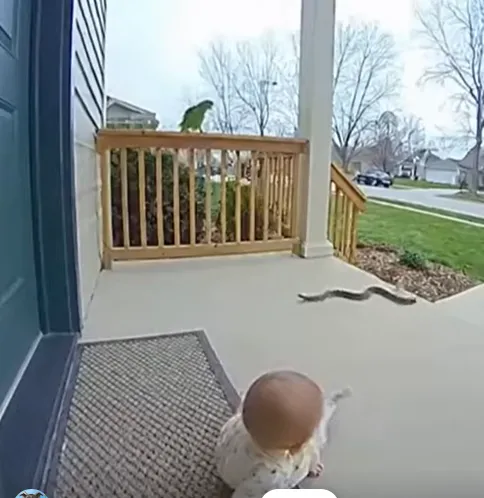 Hero Bird Saves Baby From Animal Attack — Real Security Camera Footage Shocks Millions