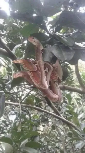 When Moths Masquerade as Serpents: A Jaw-Dropping Encounter with the Atlas Moth