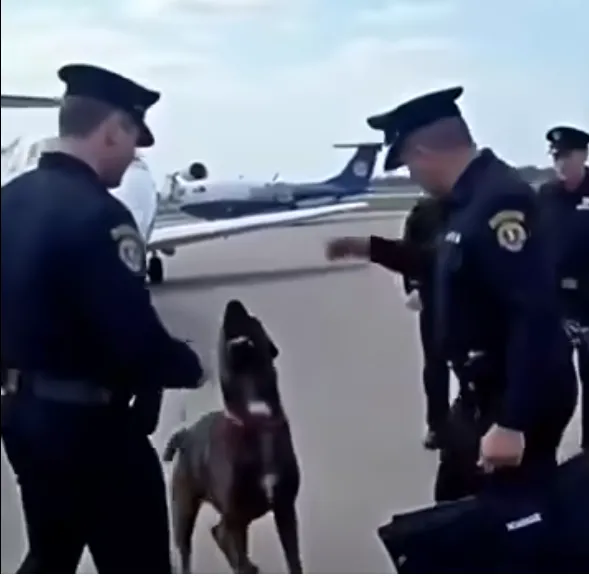A Police Dog Blocked a Pilot from Boarding—The Discovery Below Made Everyone Flee!