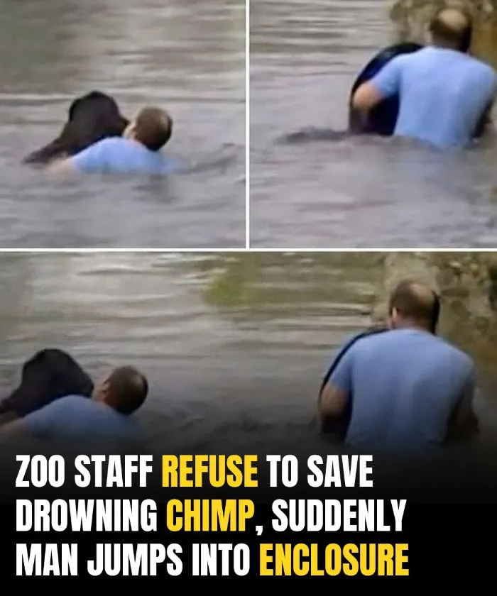 Truck Driver Leaps Into Zoo Enclosure To Save Drowning Chimpanzee Jo-Jo