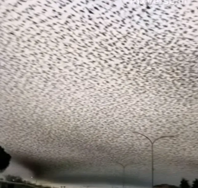 GOP Senator Predicts Deadline for Government Shutdown to End