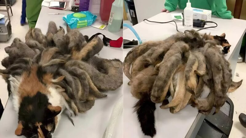 When a mysterious call led to a shocking discovery, no one could have imagined what they would find