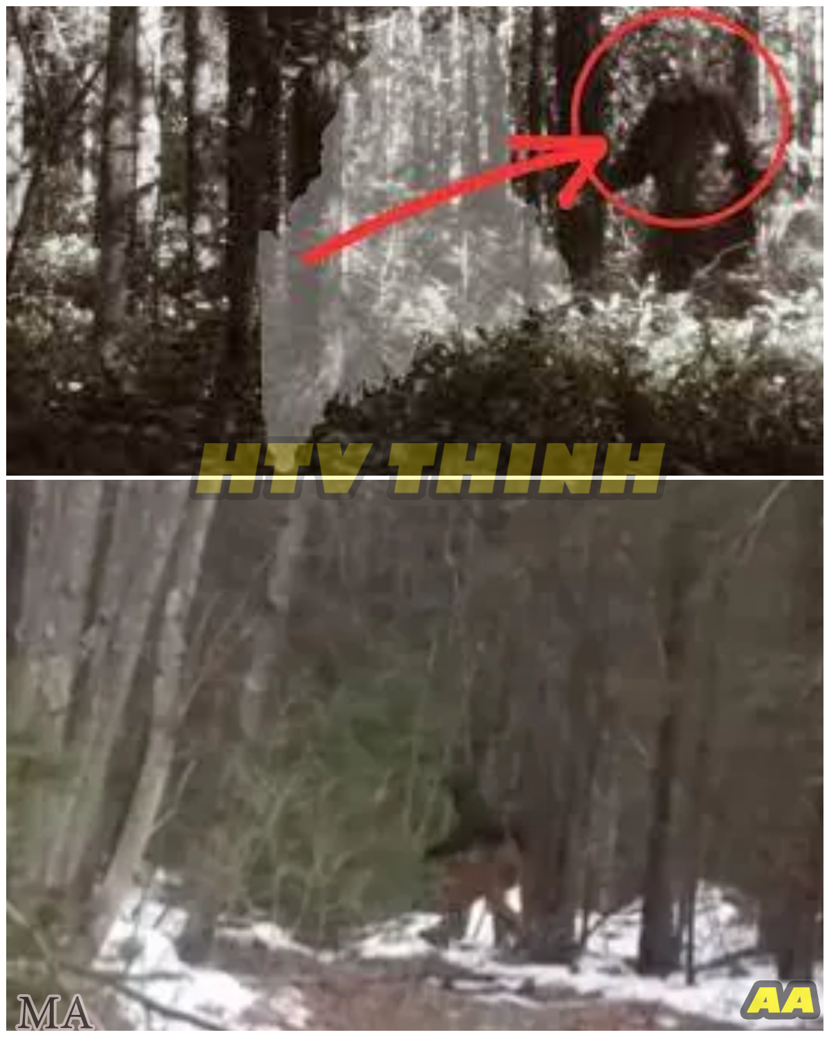 Bigfoot Sightings in Maine: SHOCKING Footprint Discovery Leaves Experts Stunned — Could This Be Proof? - News