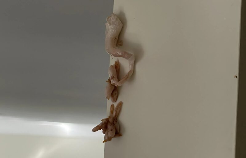 This morning I noticed a pinkish mass on my wall and immediately called the landlord: I was horrified when I realized what it was