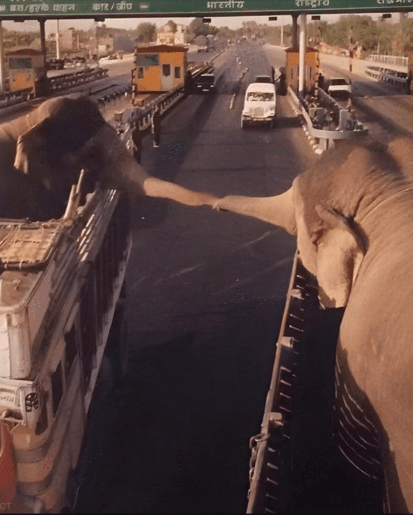 Analysis: The Farewell of Two Elephants and What It Reveals About Humanity