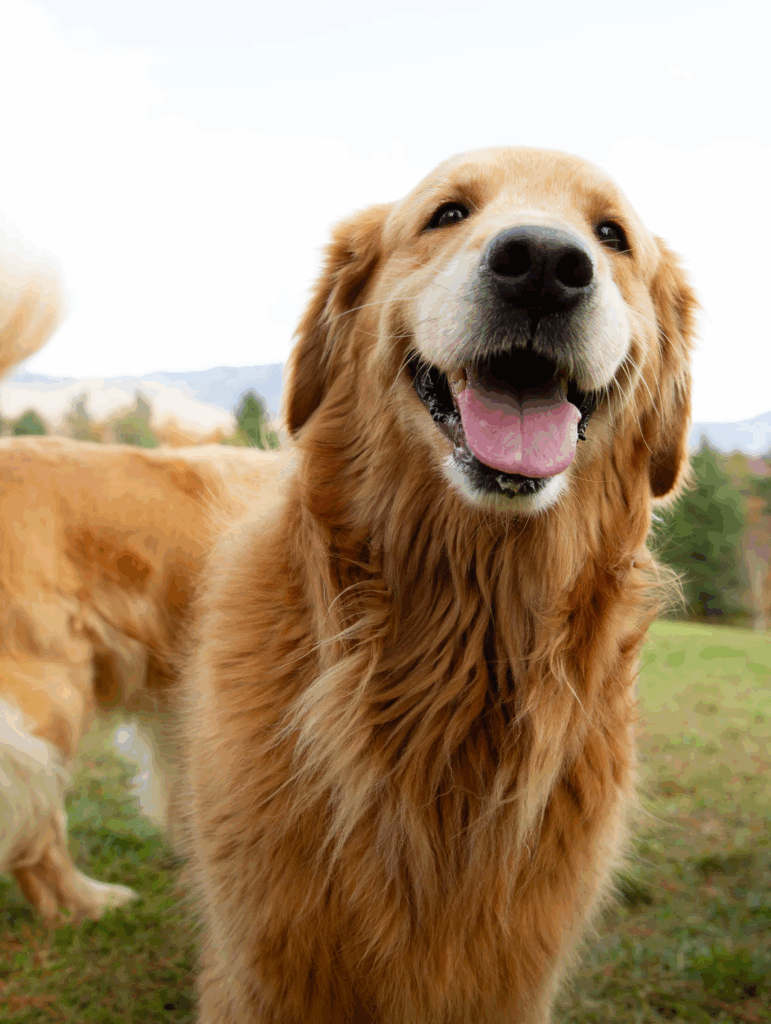 97.The Healing Power of Connection: A Mother’s Joy as Her Son with Autism Bonds with His Service Dog