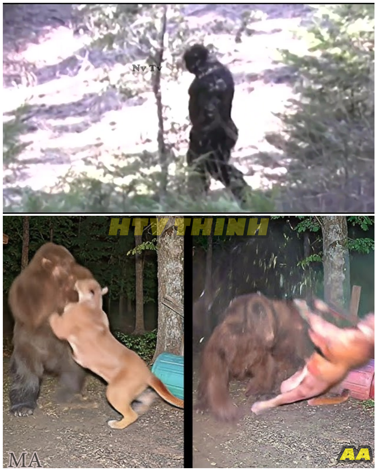  "‘YOU WON’T BELIEVE YOUR EYES!’ Hunter Captures RARE Trail Cam Footage of BIGFOOT Battling a Mountain Lion — The SHOCKING Footage That Could Rewrite Cryptid History " - News