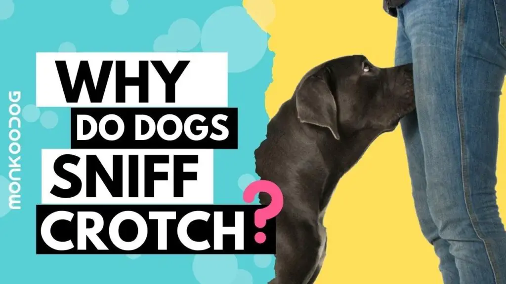 Dog Sniffing Behavior: Natural Instinct or Something More?
