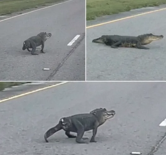 11.Tailless alligator seen waddling across road in Southern Louisiana