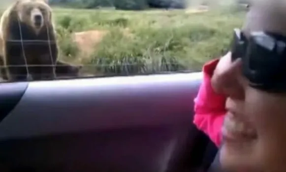 Woman waves to bear from her car – look at his unexpected response 1 second later