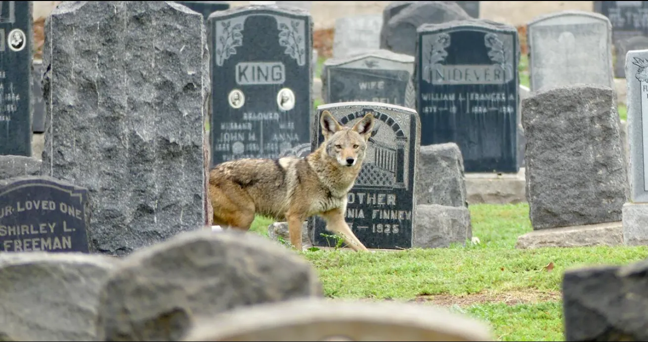 POISONED ON SILENT GROUND — A COYOTE’S FINAL RESTING CHOICE