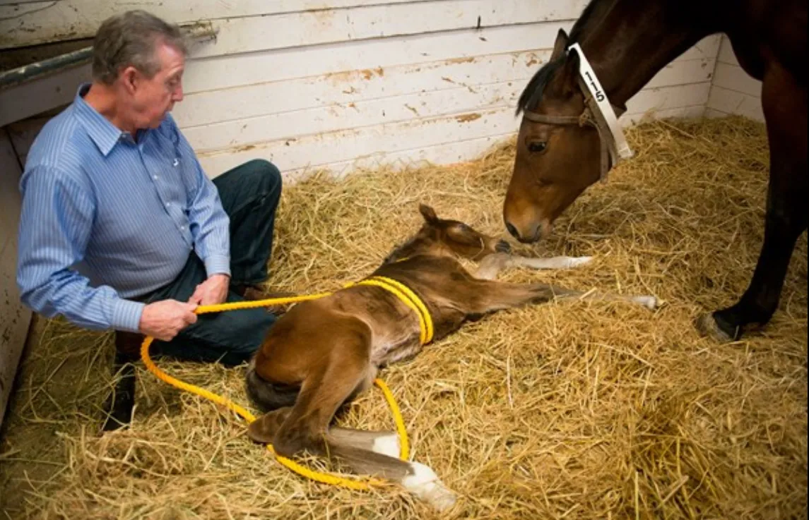 THE MIRACLE FOAL: HOW ONE “DUMMY FOAL” FOUND HER WAY BACK TO LIFE