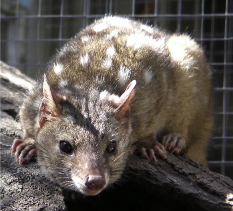 Australian Sanctuary Welcomes New Generation of Spiky Marsupials