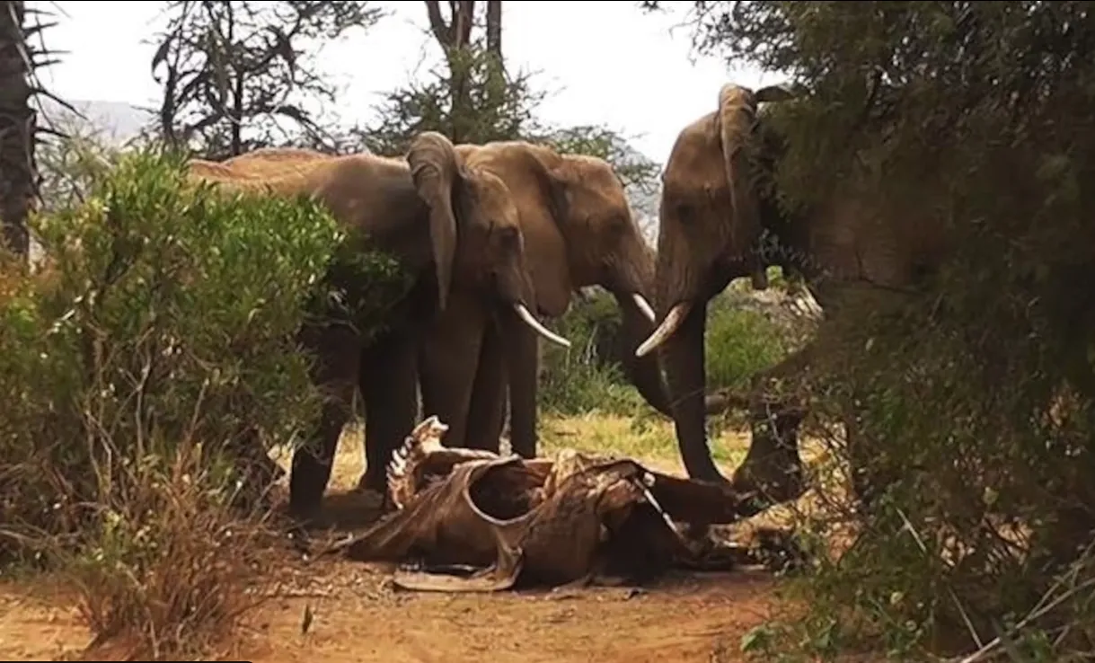 ELEPHANTS AND THE SILENCE OF GRIEF: HOW THE GENTLE GIANTS MOURN THEIR DEAD