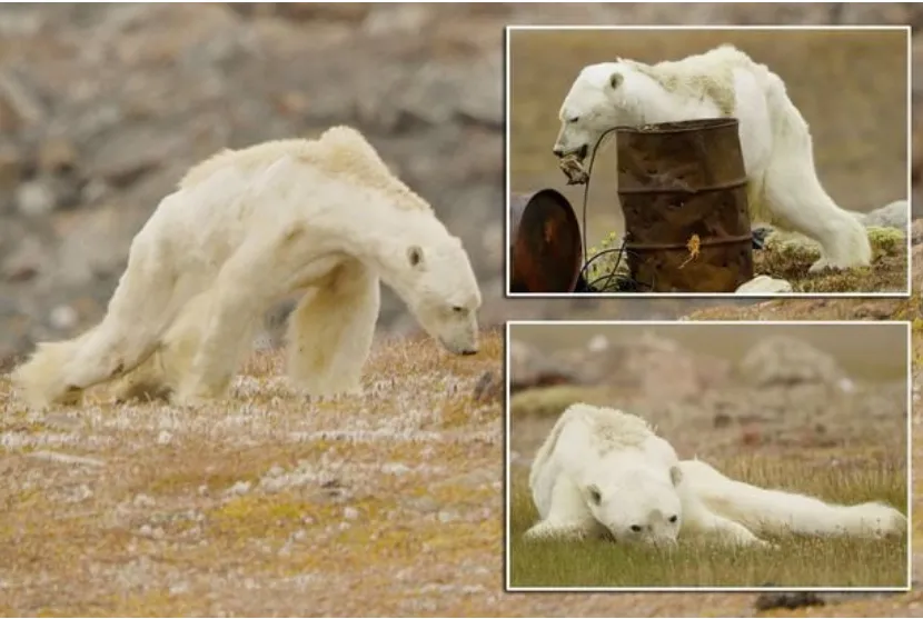 THE HAUNTING STORY OF THE STARVING POLAR BEAR THAT WOKE UP THE WORLD