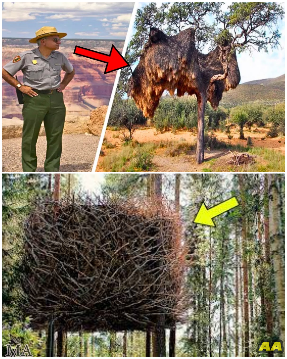  Park Ranger Stumbles Upon a Terrifying Nest—What He Found Inside Made Him Pale and Call the Police Immediately  - News