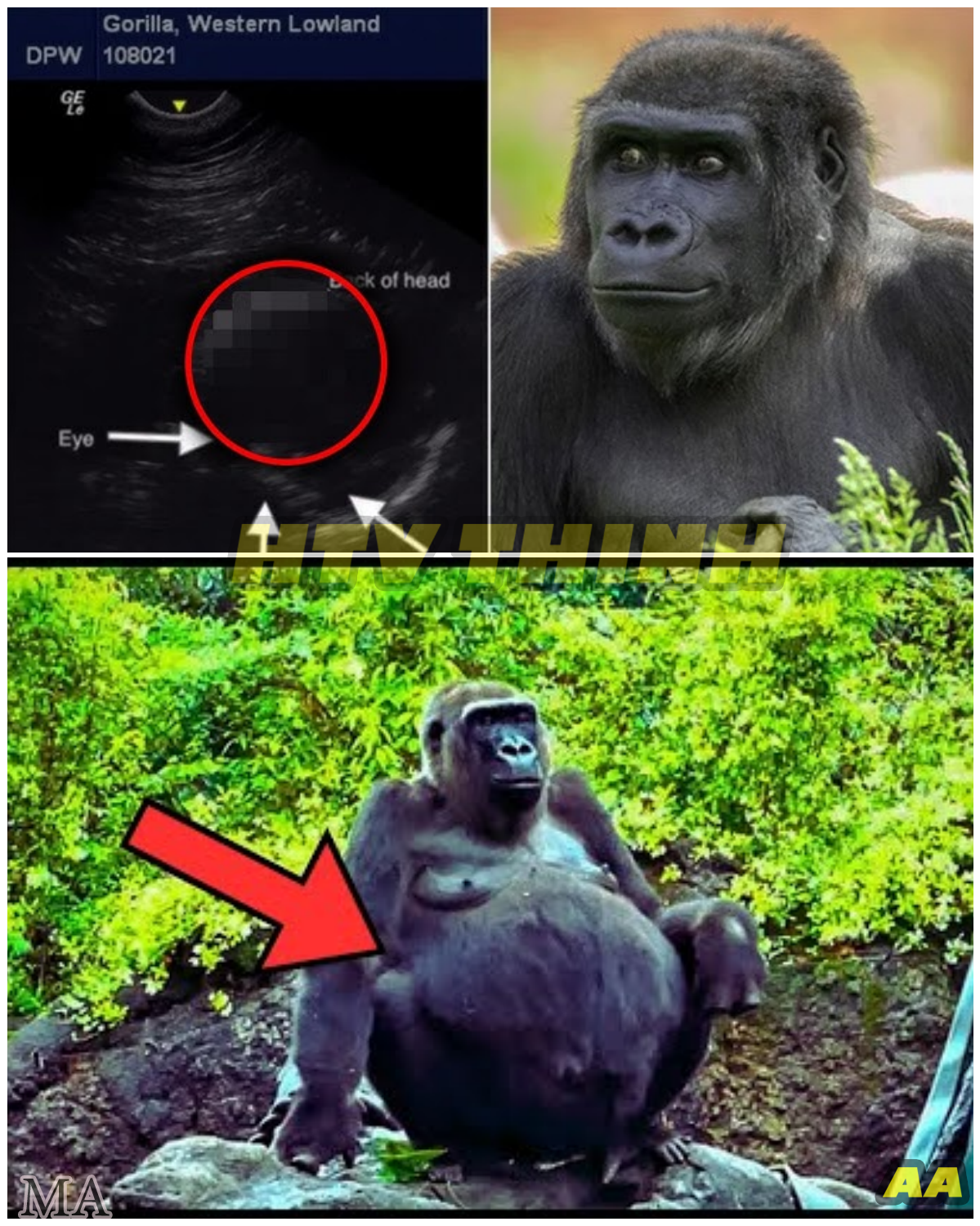 “The Pregnant Gorilla That Shocked the World!” — What the Vet Saw on the Ultrasound Will Leave You Speechless  - News