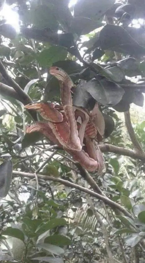 When Moths Masquerade as Serpents: A Jaw-Dropping Encounter with the Atlas Moth